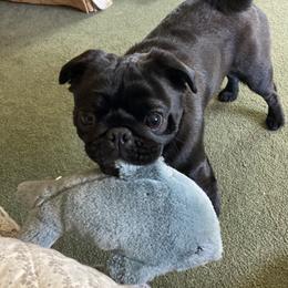 Vinnie - Pug