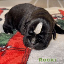 Rocki - Brindle male Boxer puppy in Cicero, New York from MK Boxer Haven of CNY