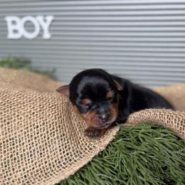 Boy 1 - Black and tan male Yorkshire Terrier puppy in Richmond, Texas from Perfectly Posh Pets