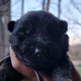 Grey Collar - Annika - Bi-color female German Shepherd puppy in Augusta, West Virginia from Cricket Hollow Canines