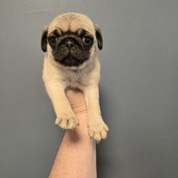 Boy 2 - Fawn male Pug puppy in Auburn, Kentucky from Prentice Family Pugs