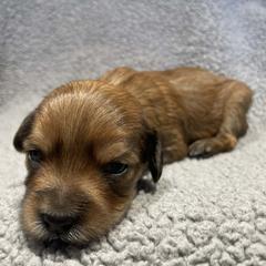 Orange baby boy - Gold and white male Shorkie puppy in Chipley, Florida from Relentless Homestead