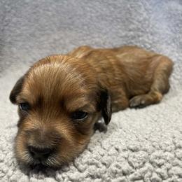 Orange baby boy - Gold and white male Shorkie puppy in Chipley, Florida from Relentless Homestead