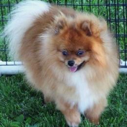Kirby - Pomeranian