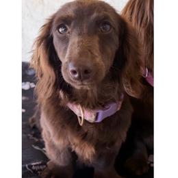 Lisa - Dachshund