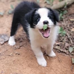 Cornell - Black and white male Border Collie puppy in Watkinsville, Georgia from Solaras Border Collies