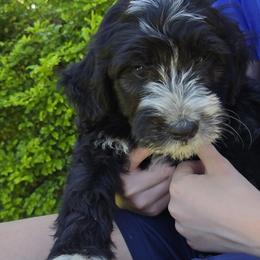 Bernedoodle and Goldendoodle Puppies from Ivey's Poodles & Doodles