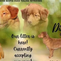 Nova Scotia Duck Tolling Retrievers from Chimay Kennels