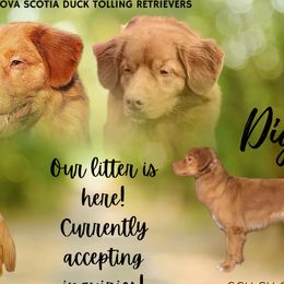 Nova Scotia Duck Tolling Retrievers from Chimay Kennels