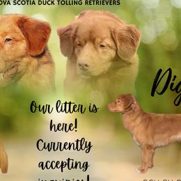 Nova Scotia Duck Tolling Retrievers from Chimay Kennels