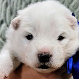 Cosmo - White male Samoyed puppy in Downey, Idaho from Seven Diamond Samoyeds