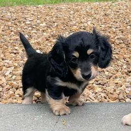 Thunder - Black and cream male Dachshund puppy in High Hill, Missouri from High Hill Hounds