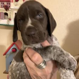 Kael - Liver roan male German Shorthaired Pointer puppy in Richmond, Texas from Southern Star GSP/Stern des Südens