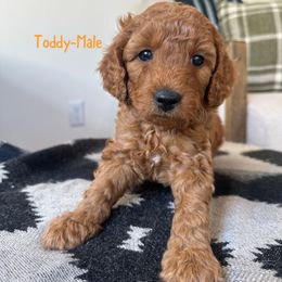 Toddy - Red  male Goldendoodle puppy in Glendale, Arizona from Follow Your Bliss Doodles