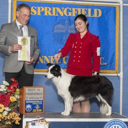 Border Collies from White Rabbit Border Collies