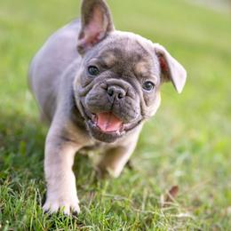 Zippy - Tricolors male French Bulldog puppy in Violet Hill, Arkansas from Obduro Bullies and Frenchies