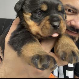 Female 1 - Black and mahogany female Rottweiler puppy in Arizona from TRK Rottweilers