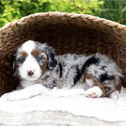 Skye - Magenta Collar - Merle female Bernedoodle puppy in Highland, Utah from Angel Pups Deluxe