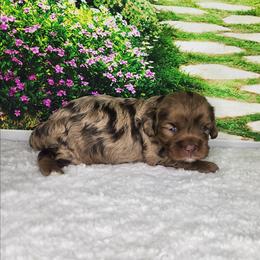 Cavapoo puppies from Clearview Kennels