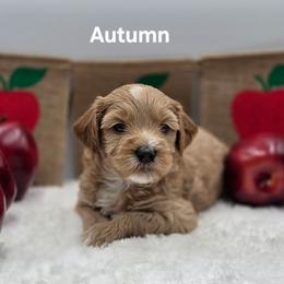 Autumn - Apricot female Goldendoodle puppy in Summerville, South Carolina from Channys Doodles