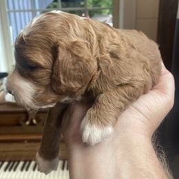 Jack - Red and white male Cockapoo puppy in Strasburg, Pennsylvania from Dana's Domain Cockapoos