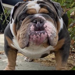 Bulldogs from NorCal Bulldogs