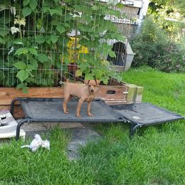 Miniature Pinscher Puppies from Davilg Min Pins
