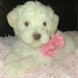 Greta - Wheaten female Miniature Schnauzer puppy in Graham, Washington from Kristy's French Bulldogs & Mini Schnauzers