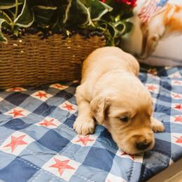 Abraham - Golden male Golden Retriever puppy in Ramona, California from SDPREMIERGOLDENS