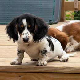 Edmund - Piebald male Dachshund puppy in Monetta, South Carolina from Moonrise Poodles