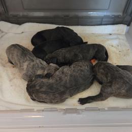 Girl 14 - Black female Great Dane puppy in Hickman, Kentucky from Tidal Wave Danes