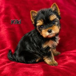 Kiki - Black and gold female Yorkshire Terrier puppy in Luray, Tennessee from Little Angel Yorkies