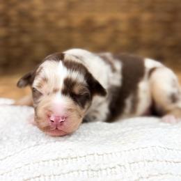 Rusty - Red merle male Australian Shepherd puppy in Unionville, Iowa from Soap Creek Kennels