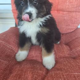 Crow - Black tri male Miniature American Shepherd puppy in Griswold, Connecticut from Flatrock Kennels of CT