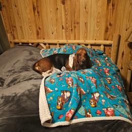 Wednesday - Basset Hound