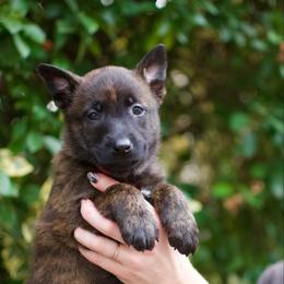 Fuchsia - Gold brindle female Dutch Shepherd puppy in Auburn, Georgia from Faberge Hollandse Herdershond