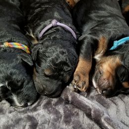 Bernedoodle Puppies from Rose River Farms