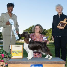 Milly - English Springer Spaniel
