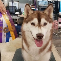 Crystal - Siberian Husky