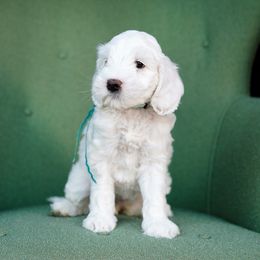 Australian Labradoodle Puppies from Lake Blue Australian Labradoodles