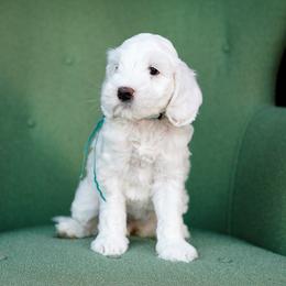 Australian Labradoodle Puppies from Lake Blue Australian Labradoodles