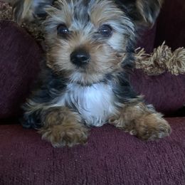 Yorkshire Terrier Puppies from YorkiStars