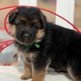 Male puppy 3 - Black and red male German Shepherd puppy in La Salle, Colorado from Pure Heart German shepherds