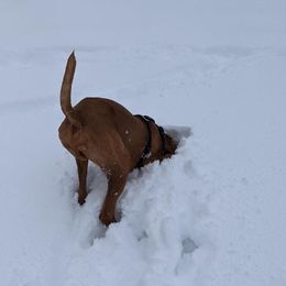 Vizsla Puppies from Virag Vizsla