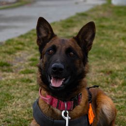 Belgian Malinois All Grown Up from Northern Sky K9