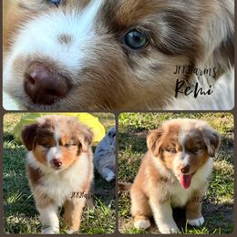 (5) Wishbone - Red merle female Miniature Australian Shepherd puppy in Huntington, Texas from JKKJ Farms