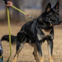 German Shepherds from Kriegshund-Zug German Shepherds