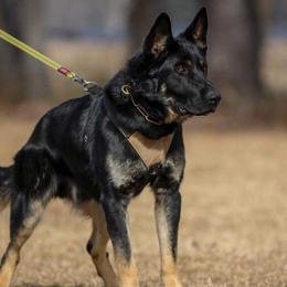 German Shepherds from Kriegshund-Zug German Shepherds