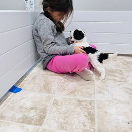 Sheepadoodle Puppies from Maplesierradoodles