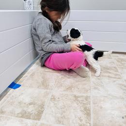Sheepadoodle Puppies from Maplesierradoodles
